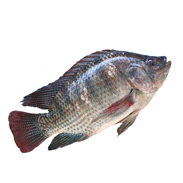 Fish n' Chix