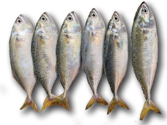 Hasa-Hasa (Clean & Gutted) 1 kg – Fish n' Chix