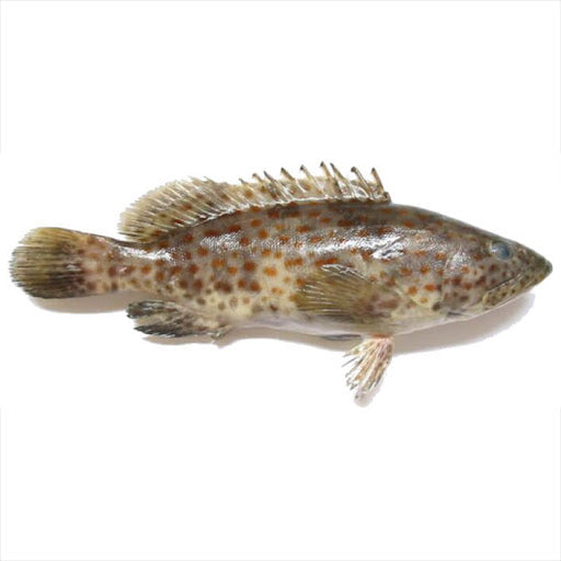Lapu-Lapu / Grouper (Clean & Gutted) Black – Fish n' Chix